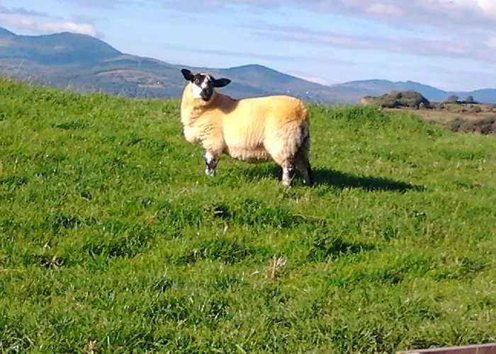 Westland No. 2 Ardea